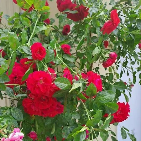 Dans Les Bois En Normandie