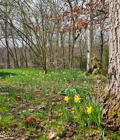 Dans Les Bois En Normandie * La Houssaye (Eure)