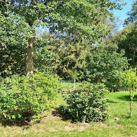 Dans Les Bois En Normandie *